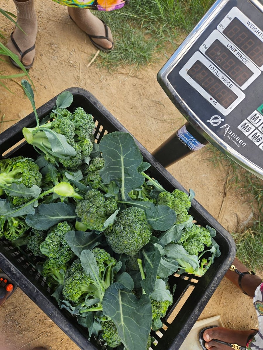 Fresh broccoli harvest from the greenhouse project