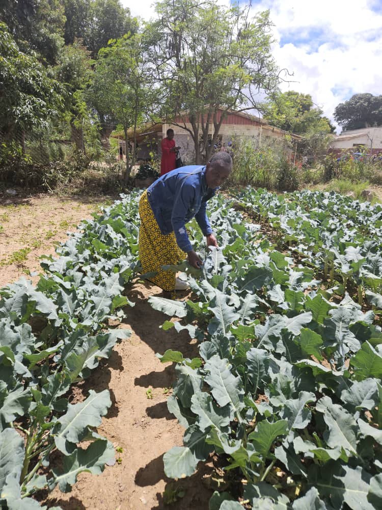 Participant working in a vegetable field