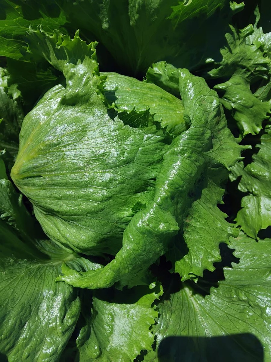 Close up of healthy lettuce leaves