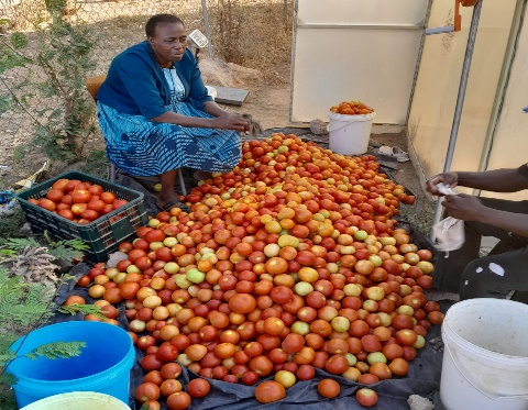Tomato harvest